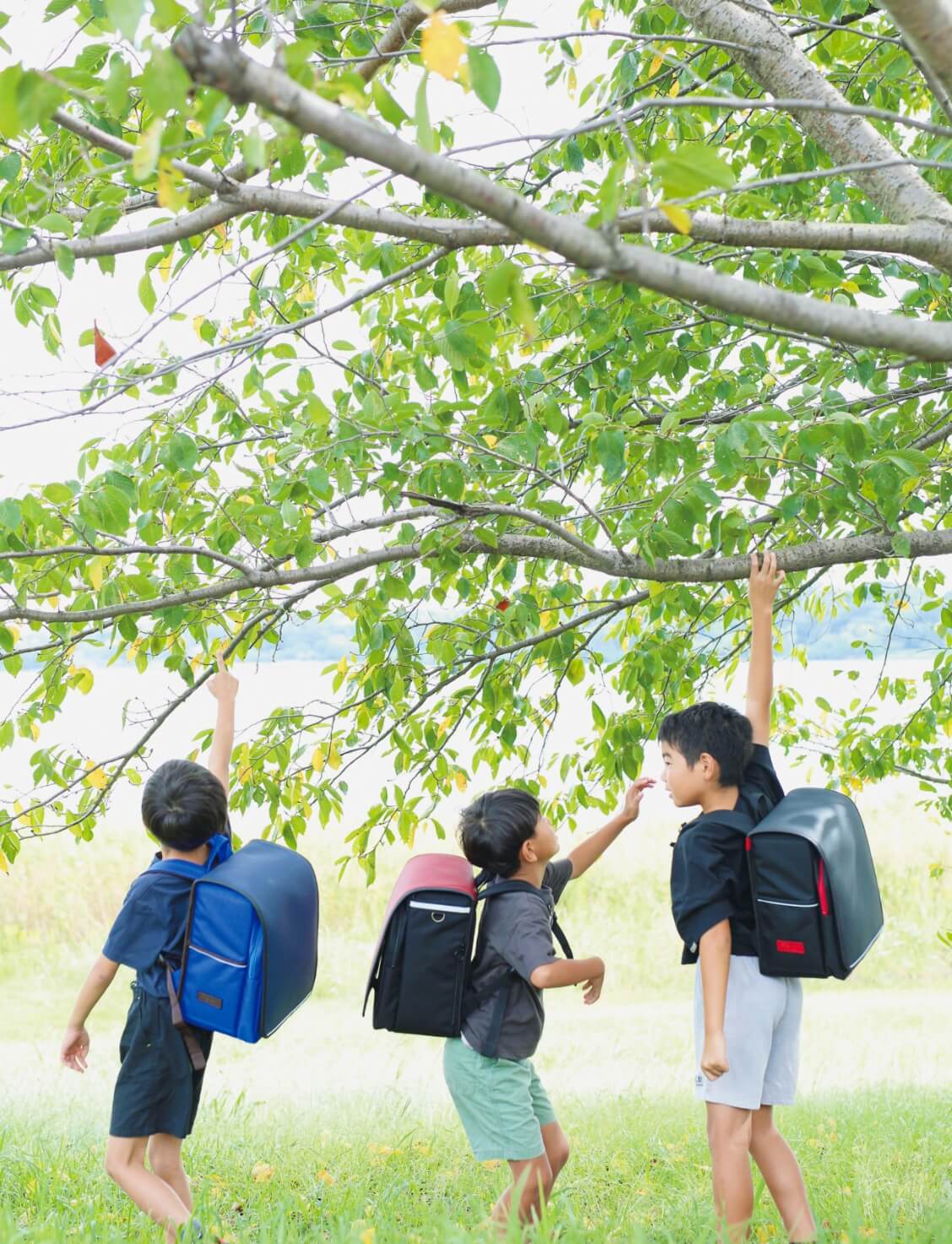 お知らせセクション装飾用画像